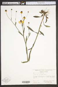 Helenium flexuosum image