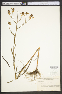 Helenium flexuosum image