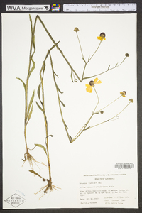 Helenium flexuosum image