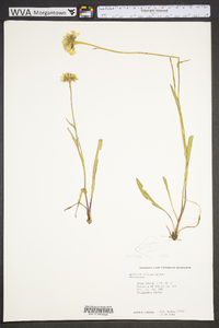 Helenium vernale image