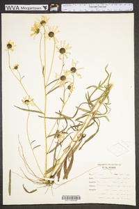 Helianthus angustifolius image