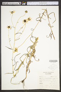 Helianthus angustifolius image