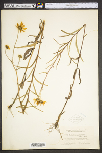 Helianthus angustifolius image