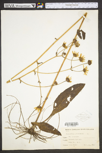 Helianthus atrorubens image