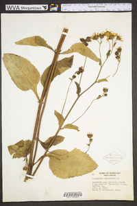 Helianthus atrorubens image