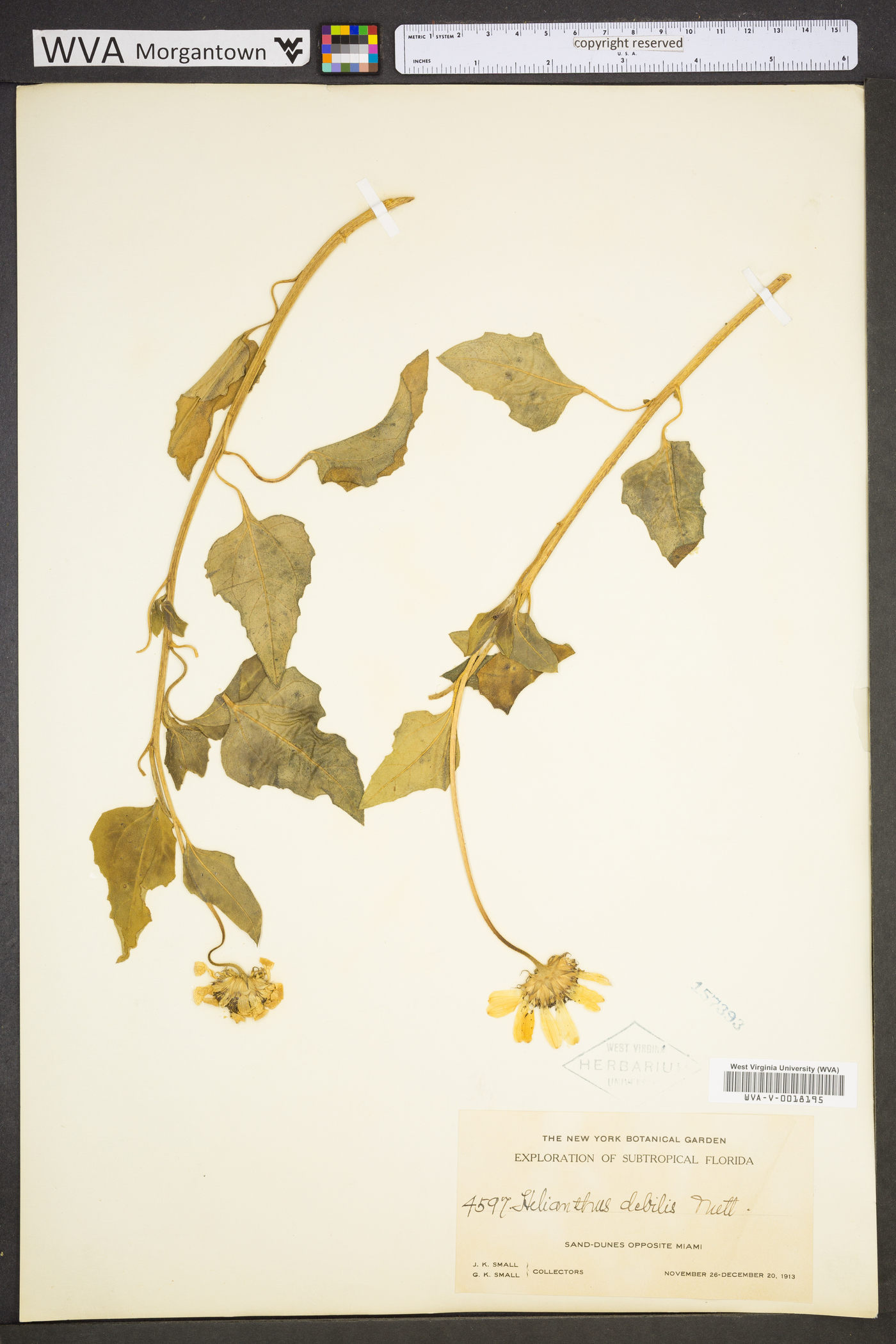 Helianthus debilis image
