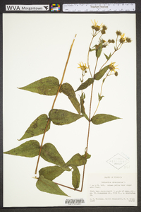 Helianthus divaricatus image