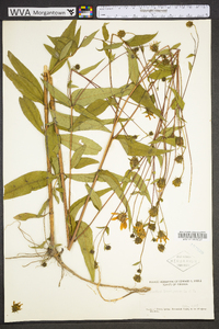 Helianthus laevigatus image