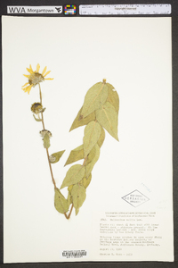 Helianthus mollis image