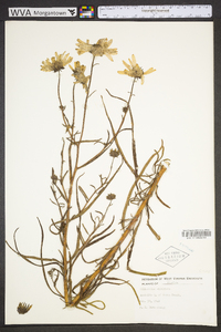 Helianthus simulans image