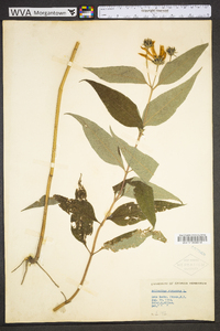 Helianthus strumosus image