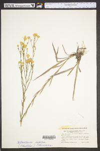 Pityopsis aspera image