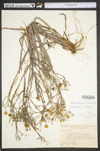 Pityopsis graminifolia image