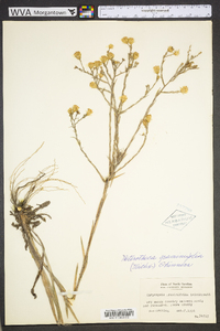 Pityopsis graminifolia image