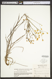 Pityopsis graminifolia image