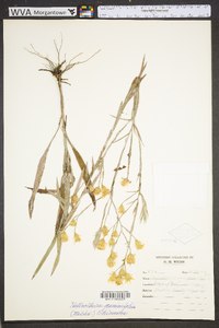 Pityopsis graminifolia image