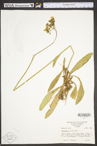 Hieracium caespitosum image