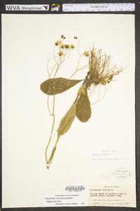 Hieracium venosum image