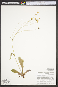 Hieracium venosum image