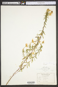 Ionactis linariifolia image