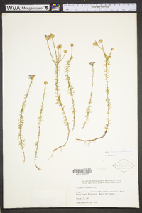 Ionactis linariifolia image