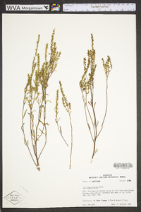 Iva angustifolia image