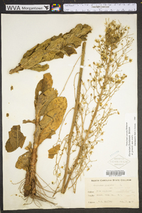 Hieracium floridanum image