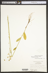 Hieracium floridanum image