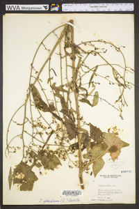 Lactuca floridana image