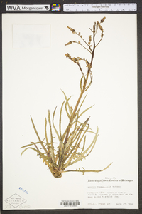 Lactuca graminifolia image