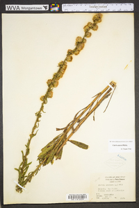 Liatris aspera image