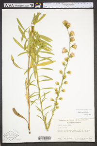 Liatris aspera image