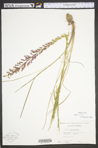 Liatris acidota image