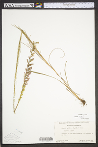 Liatris acidota image