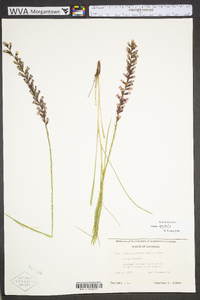 Liatris acidota image