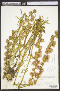 Liatris aspera image