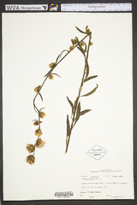 Liatris aspera image