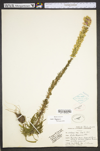 Liatris chapmanii image