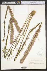 Liatris elegans image