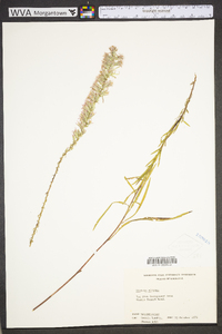 Liatris elegans image