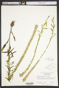 Liatris elegans image