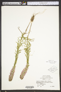 Liatris elegans image