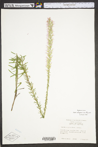 Liatris elegans image