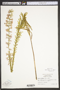 Liatris elegans image