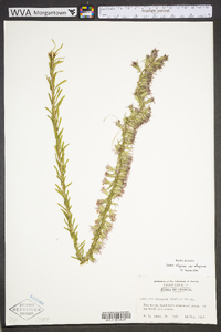 Liatris elegans image