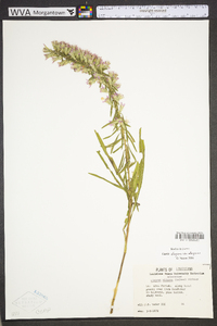 Liatris elegans image