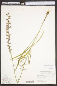 Liatris elegantula image