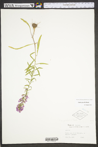 Liatris gracilis image