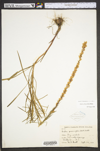 Liatris pilosa image