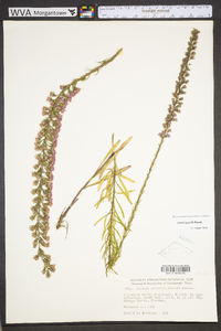 Liatris gracilis image